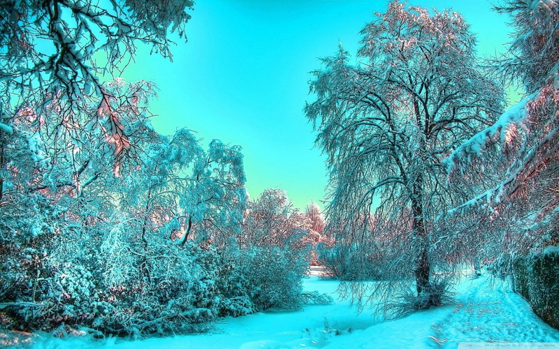 landscape, tranquil scene, no people, snow, environment, coniferous tree, winter, cold temperature, tranquility, 720P, tree, leafed, frozen, brown, nature