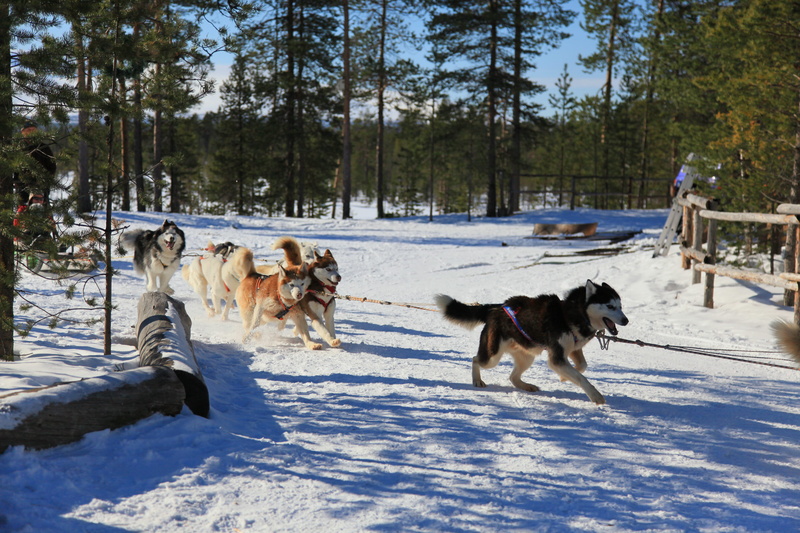 snow, one animal, snowcapped mountain, 4K, field, green, chill, north pole, forest, leaves, canine, murmunsk, vertebrate, mammal, pets, sled, white, brown
