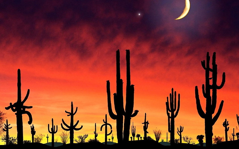 moonlight, desert, arizona, night, plants, olors, nature, sunshine, saguaro nati, twilight, 1080P, violet, clouds, hot