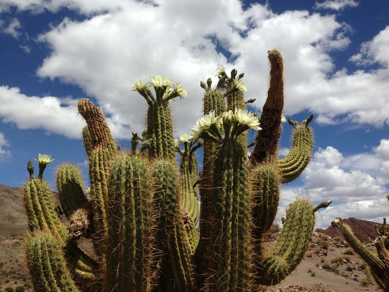 outdoors, beauty in nature, blue sky, sky, plant, day, ecosystem, field, flower, growth, tranquility, saguaro cactus, plants, cloud - sky, scenics - nature
