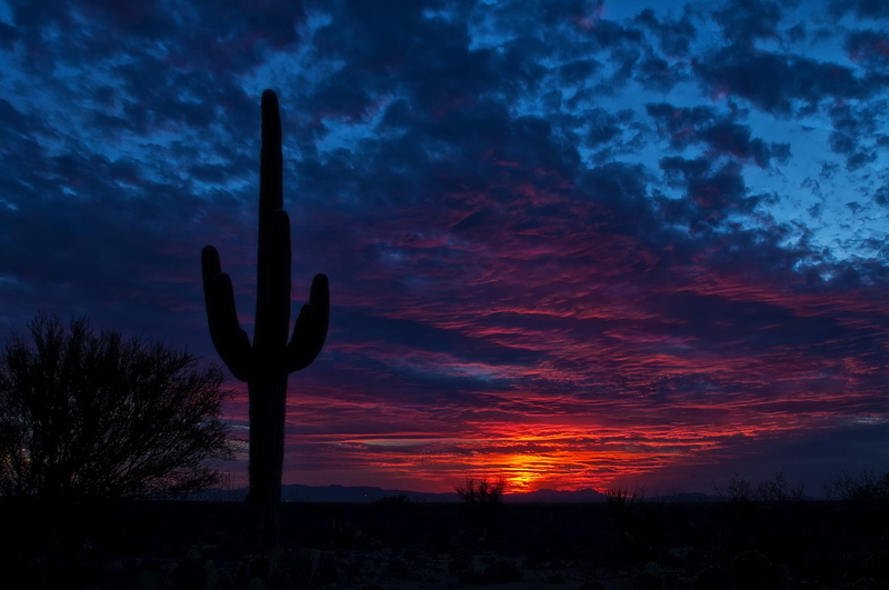 no people, saguaro cactus, field, purple, outdoors, landscape, Earth, Blue, Sunset, tranquility, tranquil scene, beauty in nature, plant, cloud - sky, non-urban scene