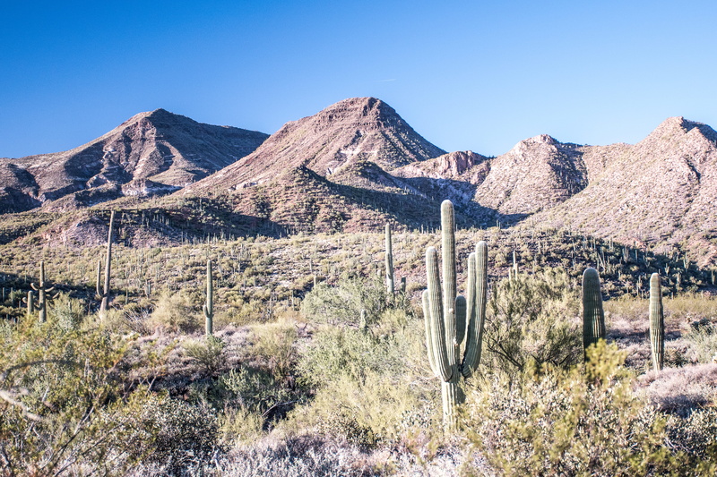 land, non-urban scene, gold, green, nature, saguaro, mountain range, scenics - nature, travel destinations, cactu, arizona, mountain peak, blue, semi-arid