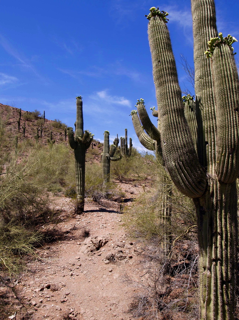 semi-arid, non-urban scene, environment, nature, outdoors, blue, sky, 2K, scenics - nature, land, tree, field, Arizona, tranquil scene, saguaro cactus