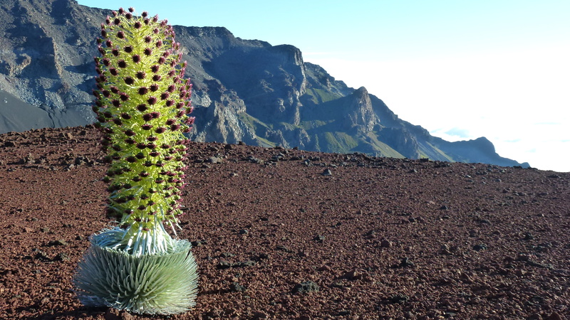 maui, silver thistle, cactus, rock, 4K, saguaro cactus, scenics - nature, nature, no people, green color, formation, succulent plant, thorn, growth, sky