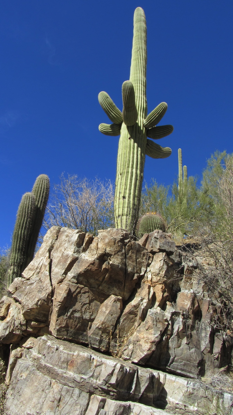 sky, organic, beauty in nature, sunlight, representation, succulent plant, clear sky, horticulture, tucson, low angle view, vegetation, saguaro cactus