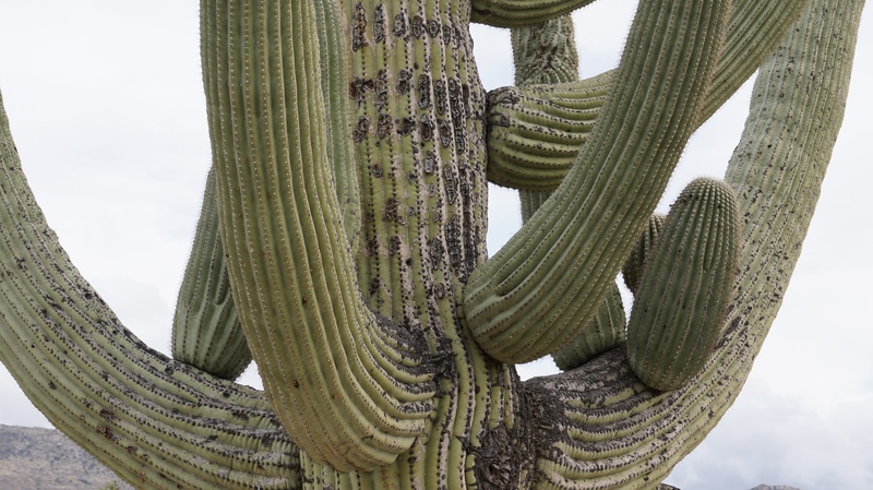 low angle view, saguaro cactus, spiked, succulent plant, beauty in nature, tree, arizona, cactus garden, pattern, cactus, trunk, plant, day, tucson, sharp