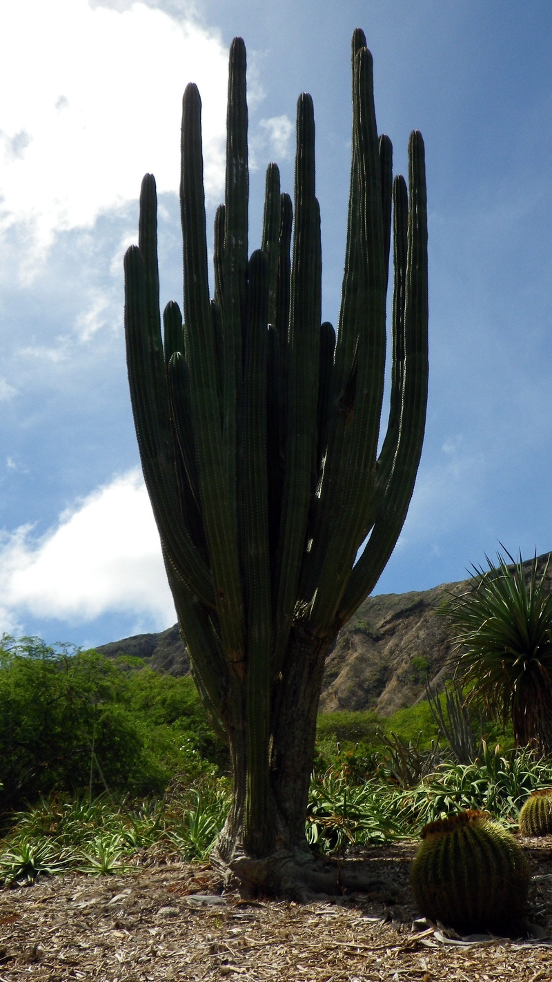 environment, plant, day, succulent plant, summer, sky, arid climate, cacti, botanical, 2K, green, no people, tree, arizona, leaf, tranquil scene, beauty in nature