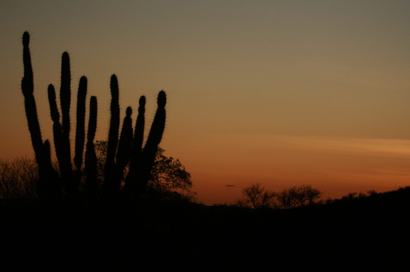 orange color, growth, sky, cactus, succulent plant, Sol, Brazil, no people, non-urban scene, tree, outdoors, sunset, land, tranquil scene, silhouette, saguaro cactus