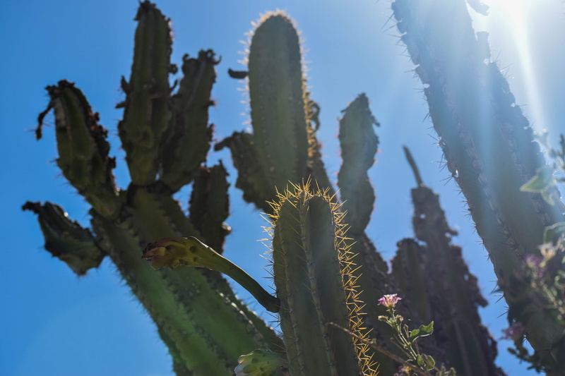 plants, nature, spiky, green, growth, sunlight, 1080P, no people, sharp, tranquility, close-up, sun, low angle view, summer, thorn, outdoors, desert, heat