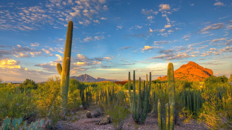 landscape, sky, growth, tranquil scene, saguaro cactus, mountain, beauty in nature, 1080P, tranquility, Desert, sunset, environment, cloud - sky, plant