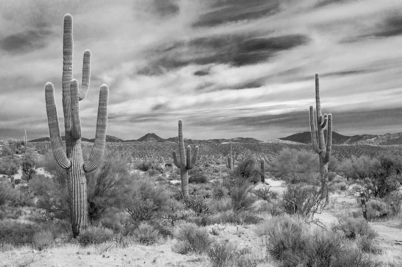 no people, ecosystem, non-urban scene, growth, environment, saguaro cactus, desert, arid climate, tranquility, climate, grayscale, cloud - sky, plant, photography
