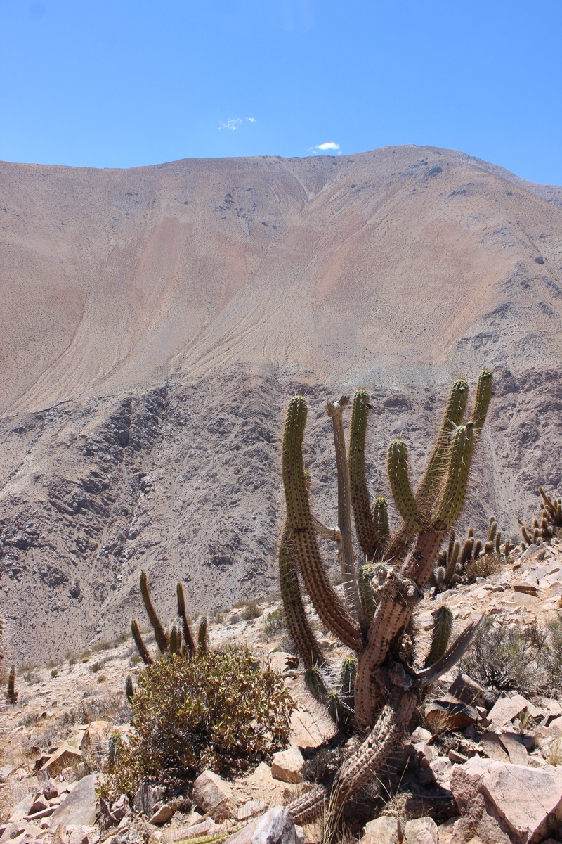 semi-arid, environment, plant, 5K, succulent plant, tranquility, beauty in nature, formation, landscape, tranquil scene, no people, sunlight, mountain range