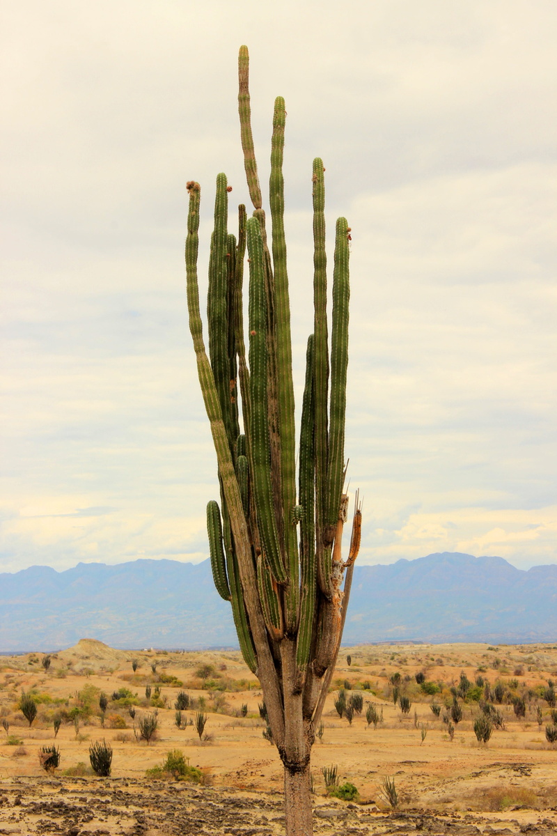 green color, colombia, saguaro cactus, tranquil scene, non-urban scene, field, no people, ecosystem, scenics - nature, tranquility, cloud - sky, semi-arid