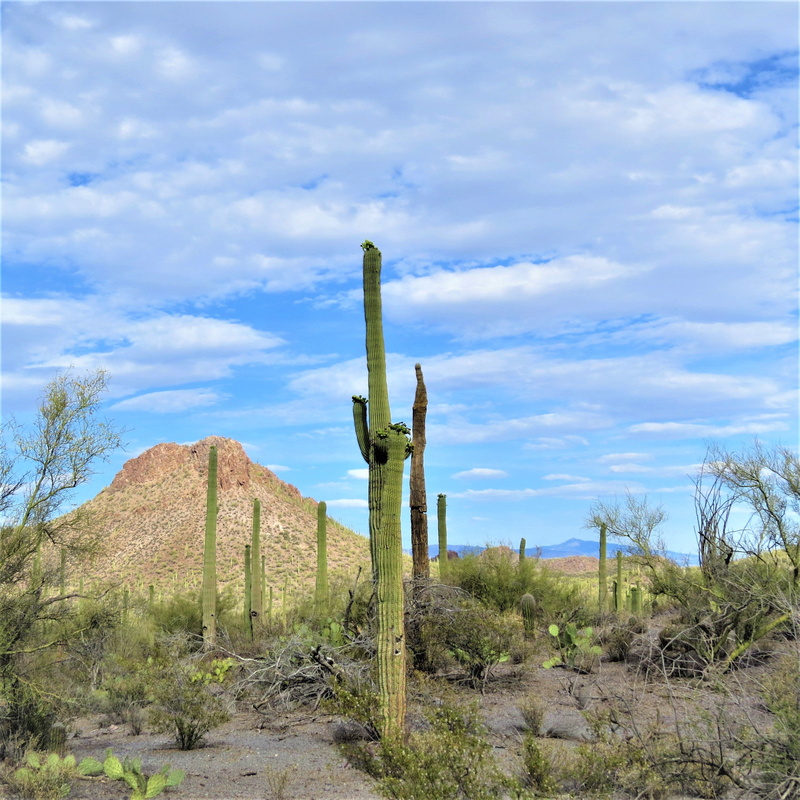 cloud - sky, environment, field, scenics - nature, 2K, cactus, tranquility, beauty in nature, tree, saguaro, non-urban scene, tranquil scene, arizona