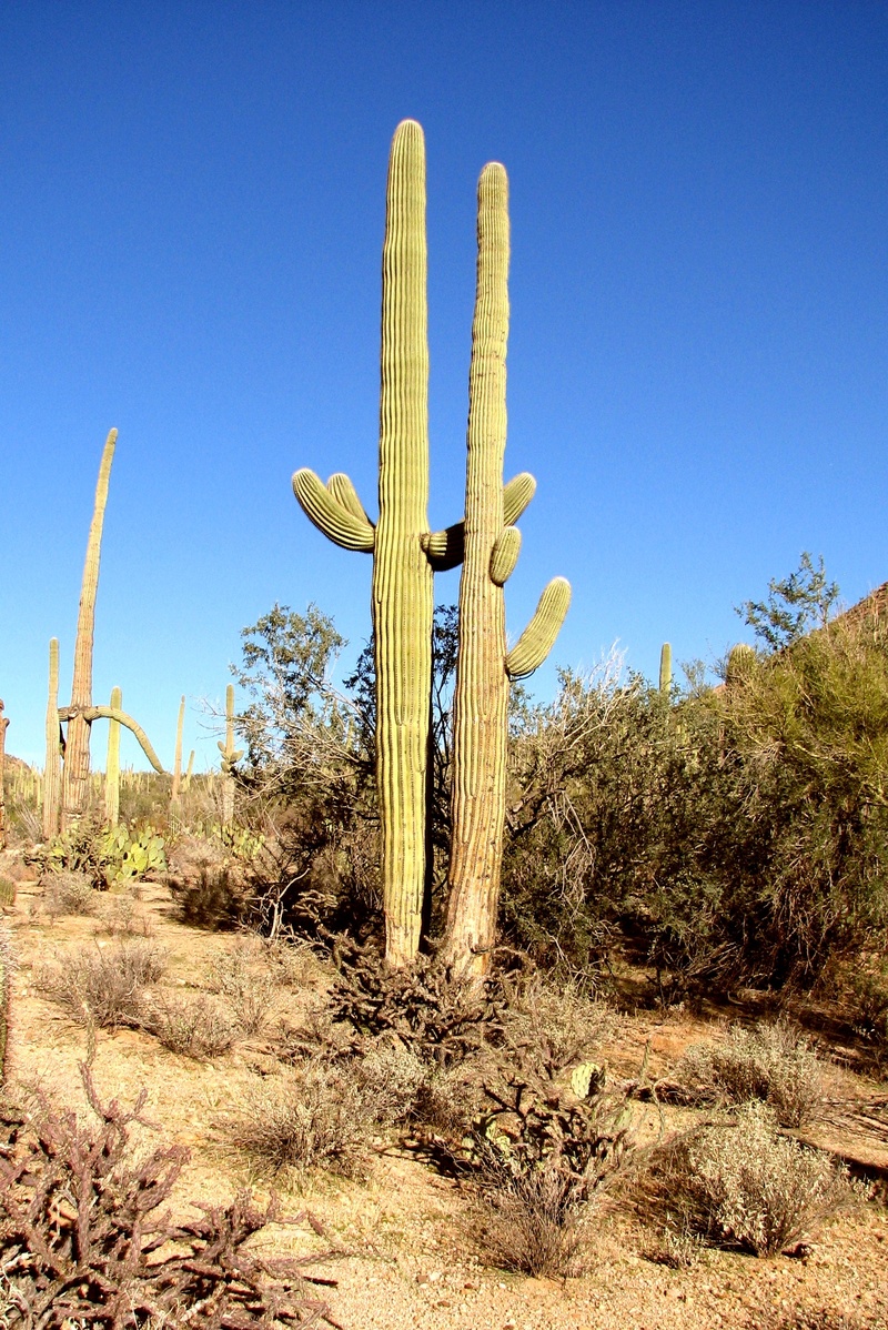 arizona, beauty in nature, scenics - nature, hot, land, flora, growth, dry, landscape, natural, tucson, tranquility, nature, arid climate, forest, succulent plant