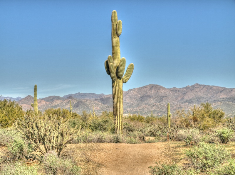 no people, tranquil scene, semi-arid, mountains, plant, saguaro, near, saguaro cactus, arid climate, 2K, hot, landscape, tranquility, west, land, desert landscape