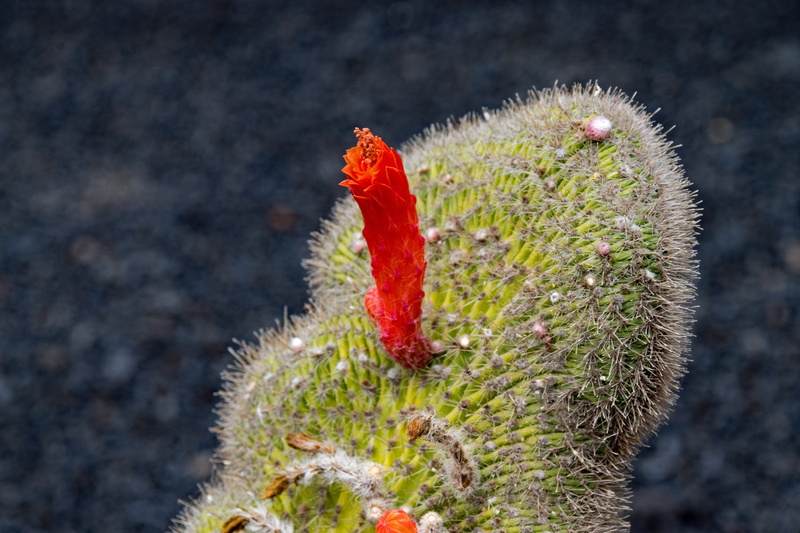 beauty in nature, park, day, seed plants, 5K, flower, desert, rock, spain, lanzarote, nature, arid climate, red, cactus, outdoors, no people, carnation like