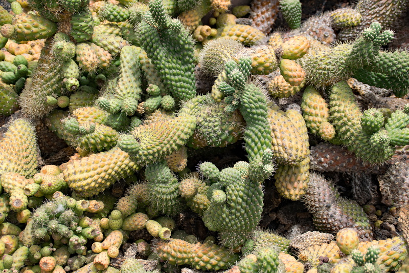 arid climate, spain, nature, day, cactus, beauty in nature, plant, africa attractions, cactaceae, succulent plant, no people, jardin de cactus, park, freshness