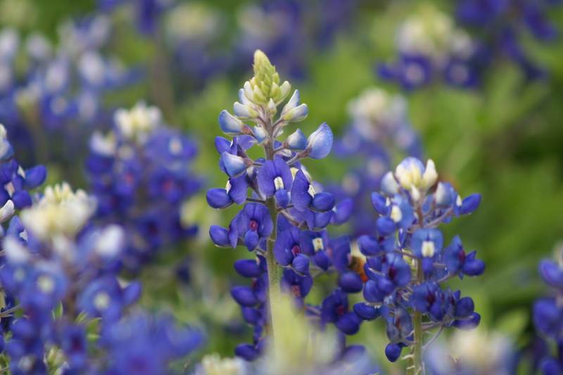 beauty in nature, focus, freshness, flowers, 1080P, flower, shallow, purple, Texas, blossom, no people, fragility, plant, springtime, flower head, Spring