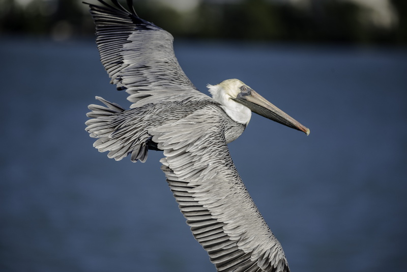 crane bird, vertebrate, explore, close-up, beak, water bird, animal wildlife, animal wing, wildlife, tampa, day, flying, sky, animal body part, flying bird