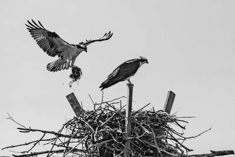 animal family, stork, animal wildlife, sky, no people, animal nest, raptors, bird of prey, flying, 2K, day, two animals, nesting, flight, natural, bird