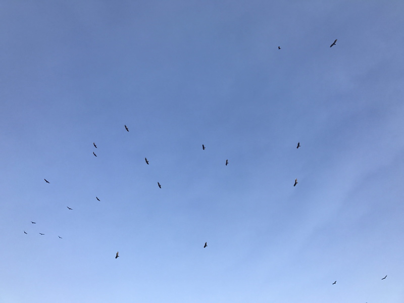 finch, pampa, 512 n red deer st, large group of animals, blue, beauty in nature, flock of birds, birds, animal themes, mid-air, blackbird, animal wildlife