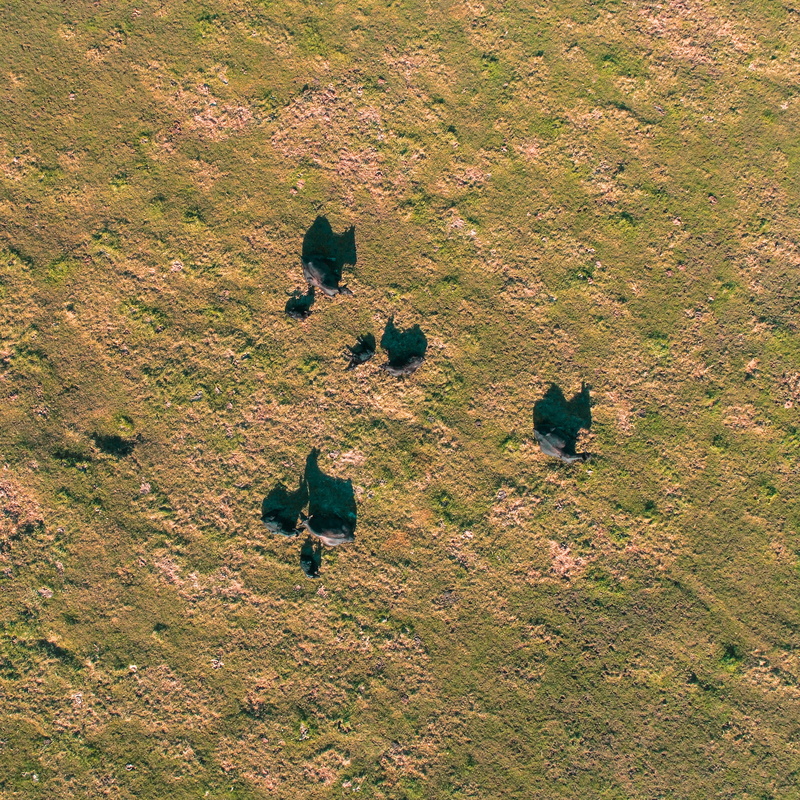 environment, group of animals, scenics - nature, crow, high angle view, bison, beauty in nature, cow, landscape, 8759 townhall rd, farm, animal themes