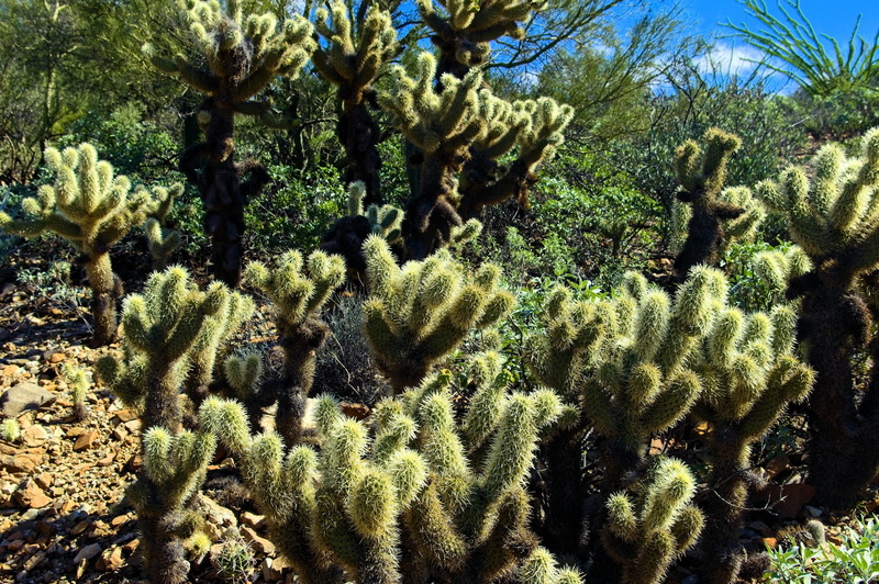 nature, land, tuscon, outdoors, 2K, high angle view, flora, dry, scenics - nature, scenery, tranquil scene, beauty in nature, sunlight, tucson, branch