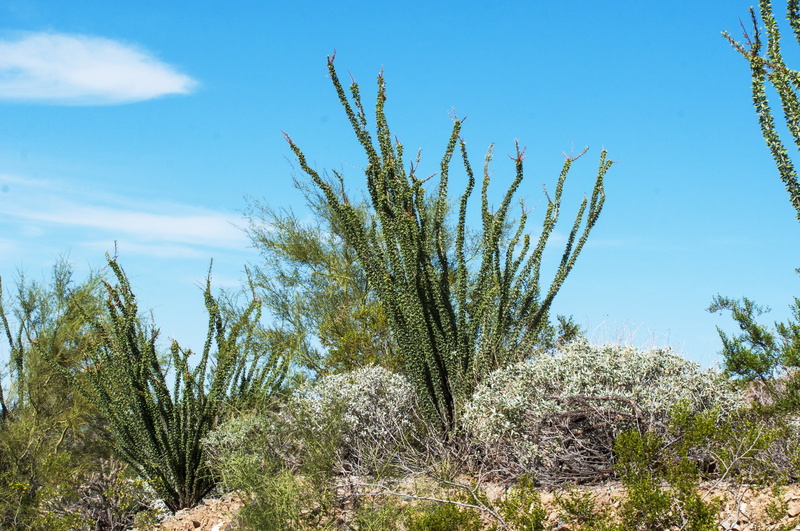 west, desert, tranquil scene, cholla, ecosystem, non-urban scene, land, beauty in nature, field, no people, arid climate, nature, climate, growth, sky