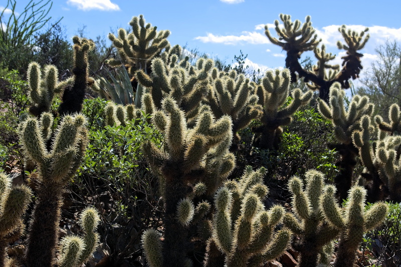 succulent plant, natural, tree, green color, nature, plant, sunlight, day, cactus, cloud - sky, landscape, field, 2K, needles, garden, flora, outdoors