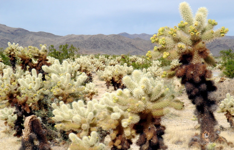 plant, outdoors, no people, agriculture, sea, scenics - nature, nature, Cholla Cactus, joshua, freshness, cholla cactus garden, cholla, cactus, photo, beauty in nature