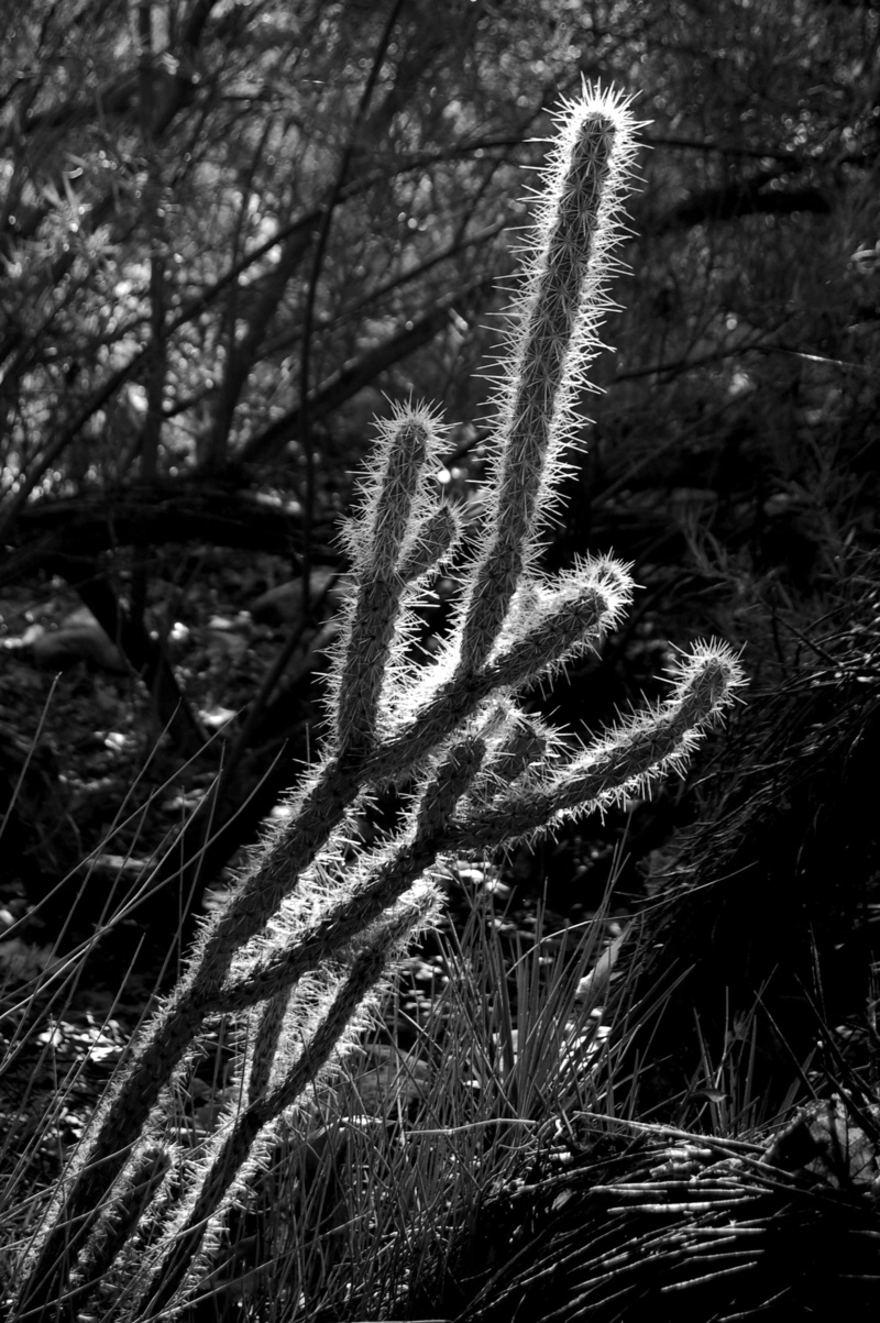 black and white, no people, 2K, focus on foreground, spiky, thorn, cactus, non-urban scene, grass, silhouette, uncultivated, needle, plant, united states