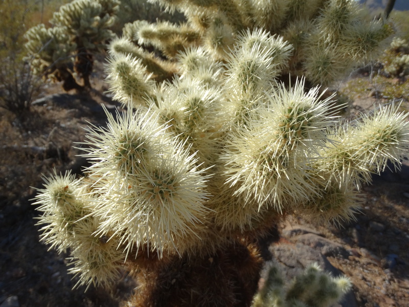 nature, desert, cholla, 5K, sharp, land, succulent plant, cactus, tranquility, dry, thorn, focus on foreground, no people, day, green color, plant, arizona