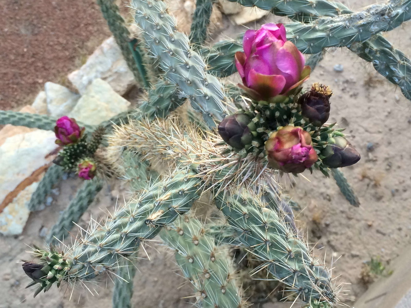 plant, no people, fragility, beauty in nature, growth, high angle view, succulent plant, day, close-up, flower, vulnerability, freshness, outdoors, cholla