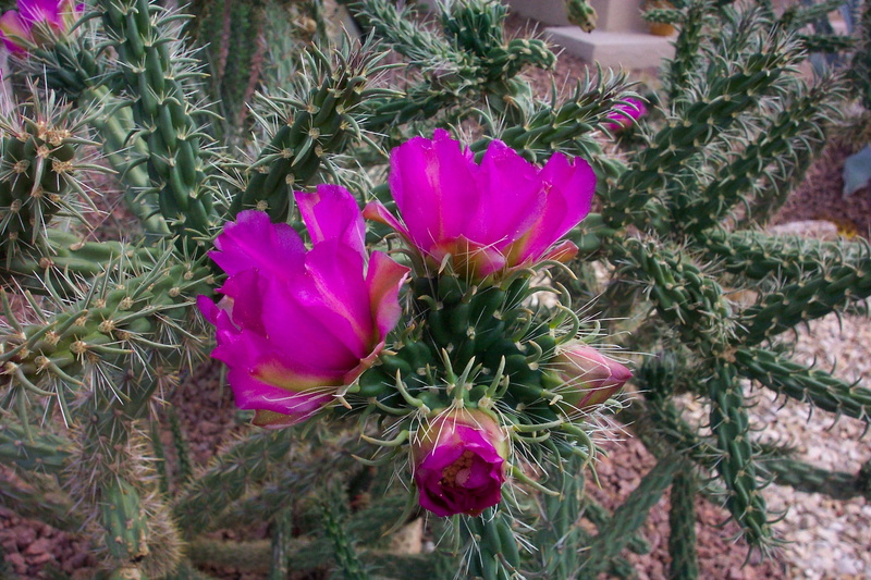 fragility, pink color, Cholla Cactus, nature, Plant, vulnerability, 1080P, desert flower, cholla flower, outdoors, focus on foreground, Pink, inflorescence