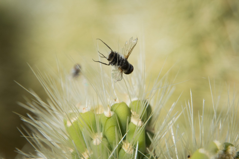 skewer, day, bee, joshua tree national park, cactus, insect, green color, animals in the wild, death, invertebrate, animal themes, plant, animal wildlife