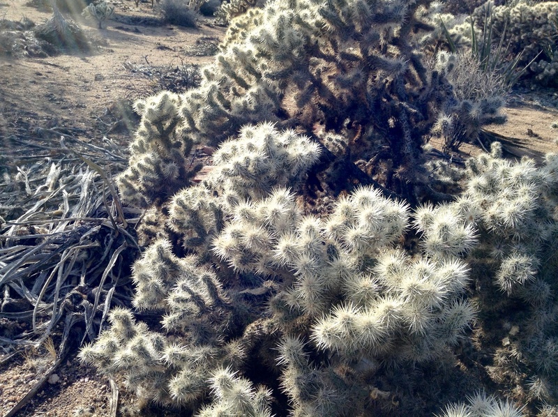 coniferous tree, green color, southwest, scenics - nature, cholla, growth, close-up, winter, 2K, cold temperature, plant, land, field, wilderness, non-urban scene