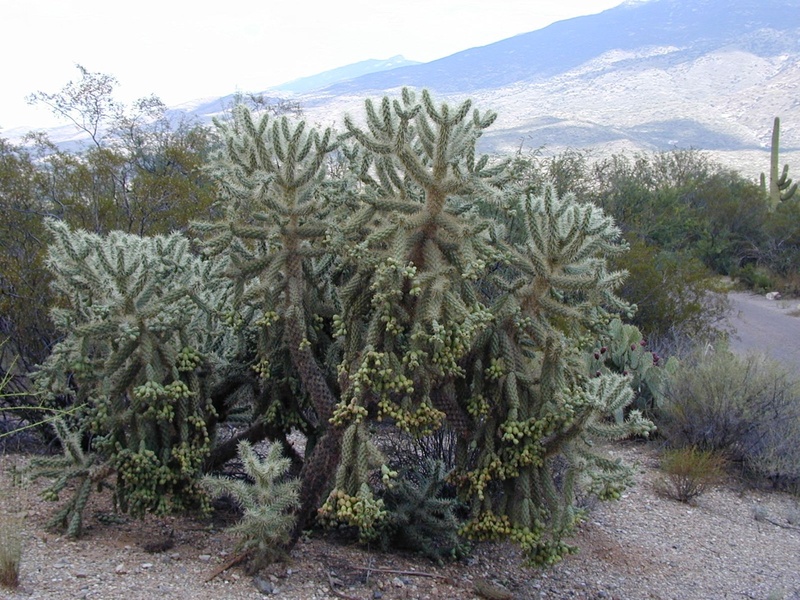 landscape, teddy bear cactus, beauty in nature, no people, succulent plant, major de oso, green color, tree, plant, mountain, non-urban scene, tranquil scene
