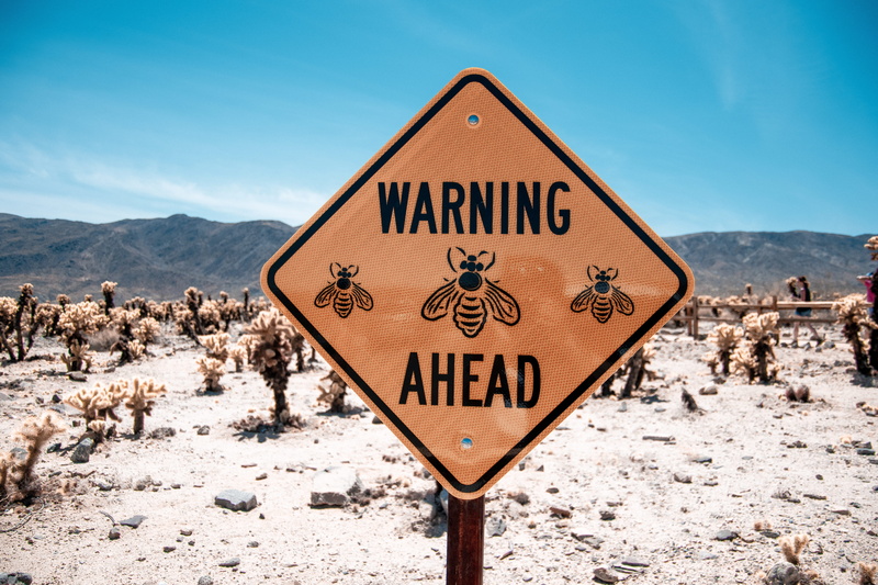guidance, cholla, outdoors, warning sign, text, animal themes, united states, mammal, joshua tree, herd, street sign, wasp, western script, ahead, cactus