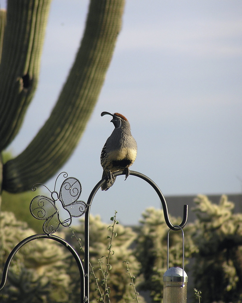 animal, plant, one animal, desert, male quail, nature, sky, outdoors, jumping cholla, sparrow, animal wildlife, bird feeder, close-up, quail, cylindropuntia bigelovii