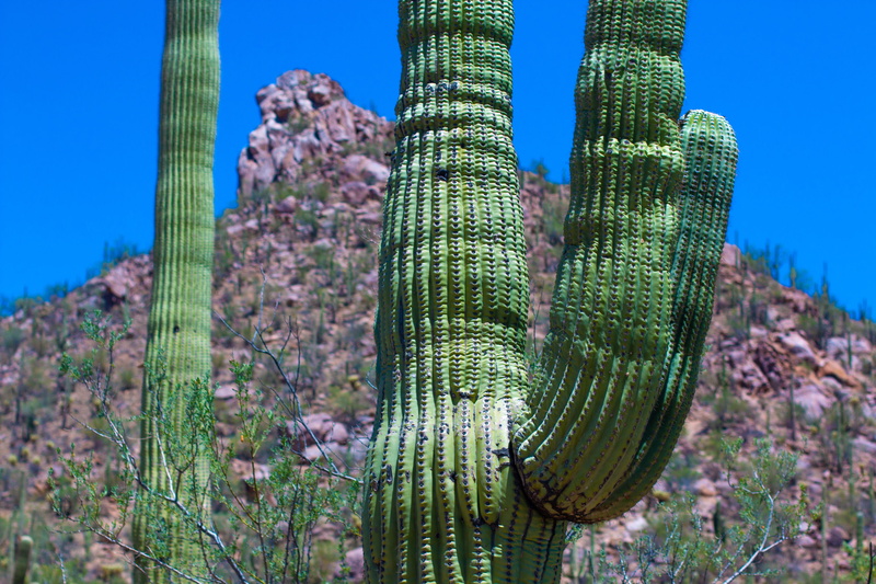 focus on foreground, green color, land, arizona, tree, nature, saguaro cactus, growth, desert, 5K, clear sky, saguaro national park, plant, no people