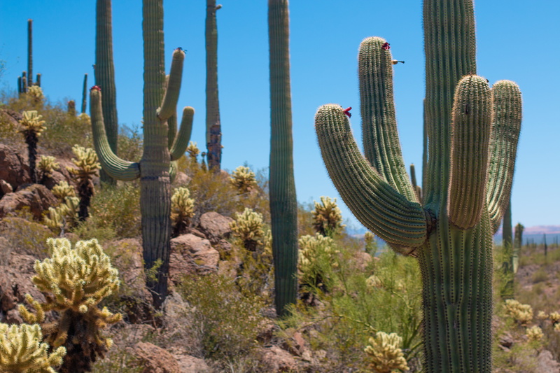 saguaro national park, arid climate, desert, succulent plant, field, tranquility, sky, beauty in nature, growth, saguaro cactus, 5K, no people, sunlight