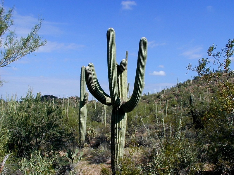 daytime, beauty in nature, plant, succulent plant, tranquil scene, semi-arid, tranquility, near, loneliness, tree, green, day, saguaro national park, landscape