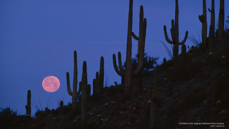 moon, national, 2K, full, saguaro, park, National Parks, arizona