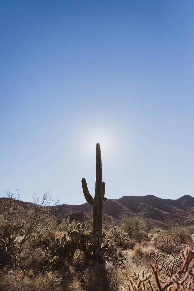 arid climate, tranquil scene, sky, tranquility, 5K, sunlight, cacti, plant, saguaro cactus, arizona, climate, cactus, field, national parks, clear sky