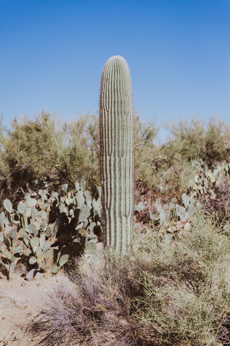 arid climate, desert, united states, clear sky, saguaro national park, climate, tranquility, field, succulent plant, saguaro cactus, plant, outdoors, sky