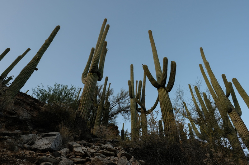 plants, giant, green, succulent plant, outdoors, sky, cactus, wildlife, saguaro cactus, tranquility, scenics - nature, field, low angle view, desert, 5K
