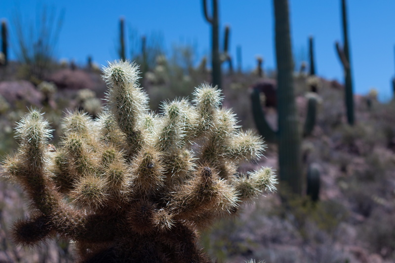 close-up, green color, saguaro national park, outdoors, focus on foreground, plant, nature, sky, arizona, climate, sunlight, needles, growth, thorn, semi-arid