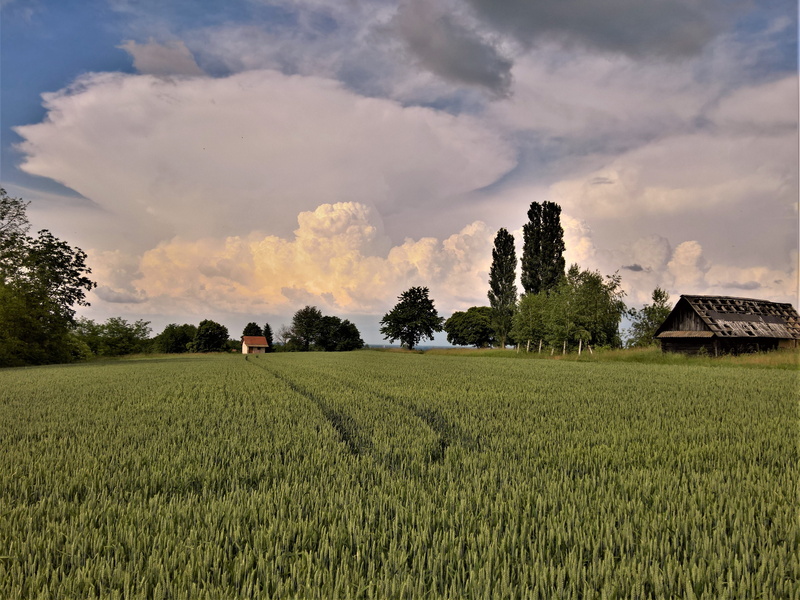 green, beauty in nature, crop, cumulonimbus incus, tranquility, environment, tranquil scene, wheat, nature, scenics - nature, land, rural scene, growth