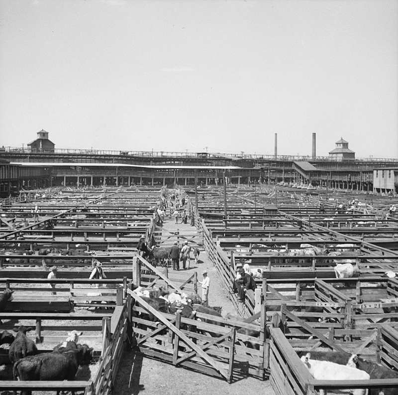copy space, day, outdoors, retro, old, pens, building exterior, bovine, high angle view, construction site, missouri, metal, stockyards, travel, nature